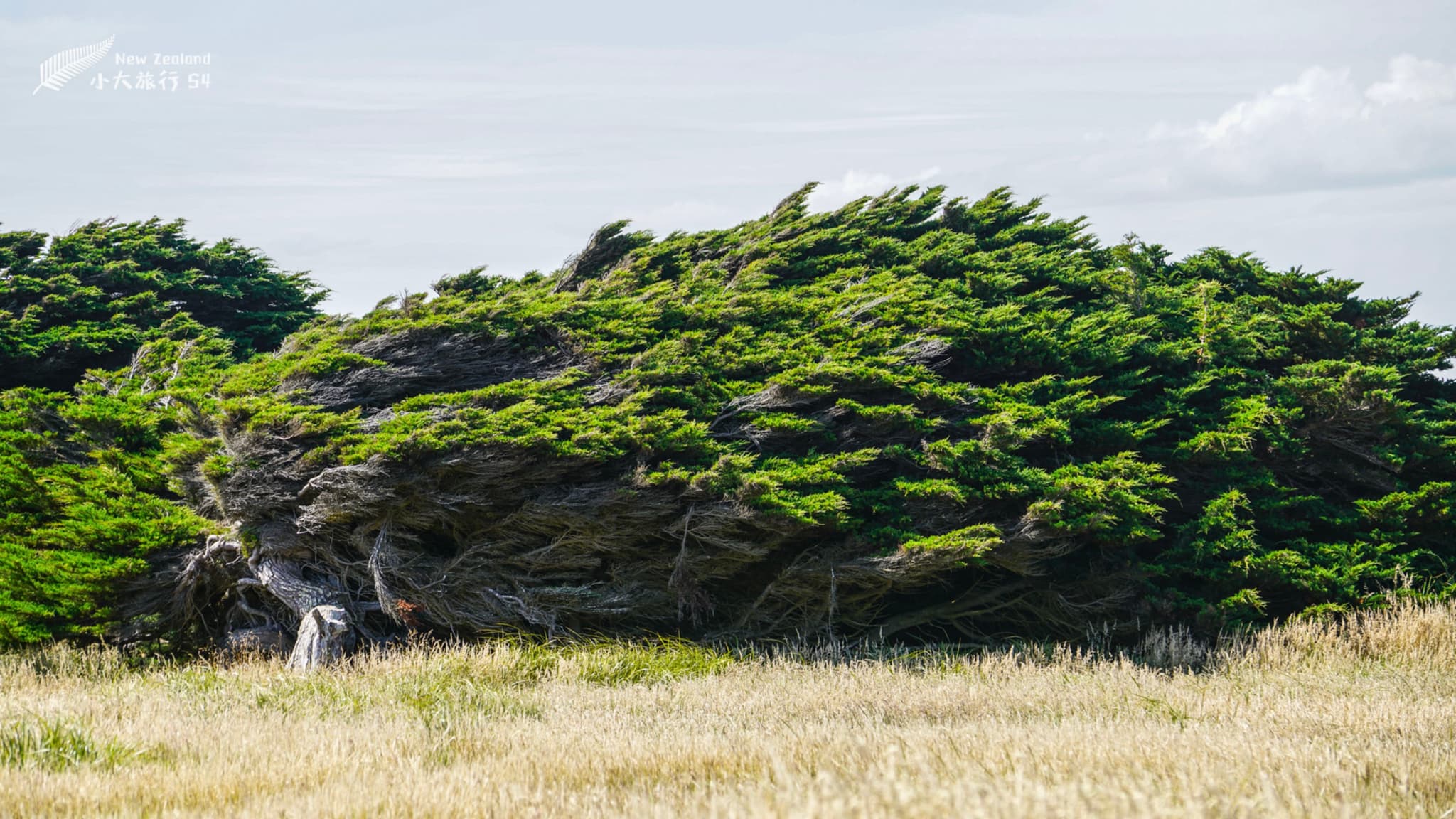 南大洋的风把树吹成了这样