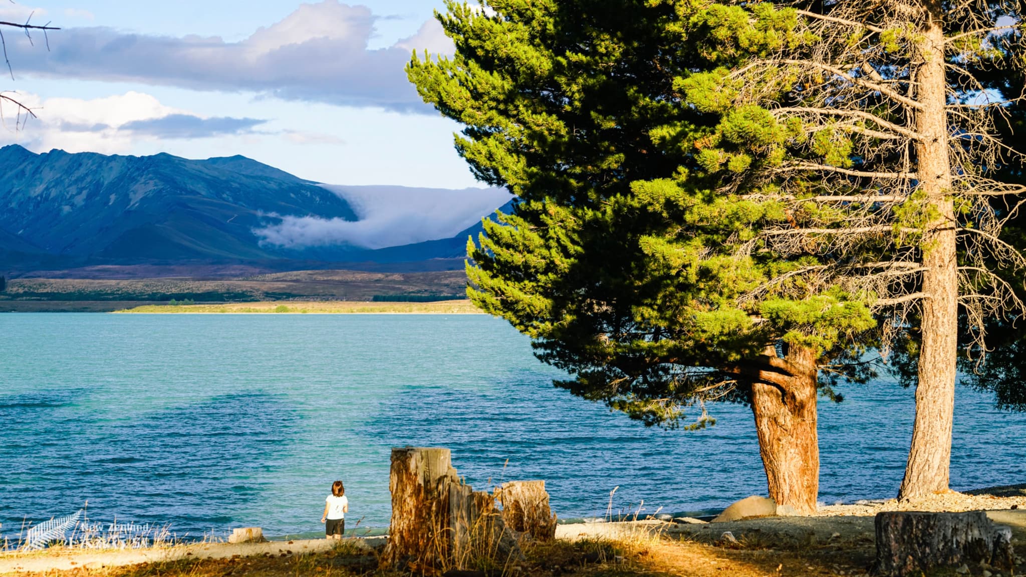 特卡波湖畔的巨树